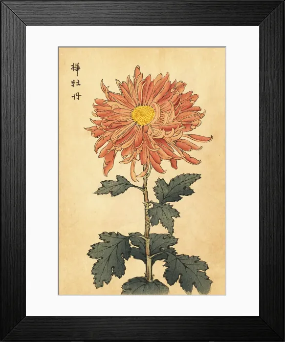 Framed Print : Hybrid salmon-pink chrysanthemum Framed Print : Hybrid salmon-pink chrysanthemum