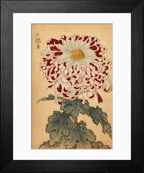 Framed Print : Hybrid crimson and white spoon chrysanthemum Framed Print : Hybrid crimson and white spoon chrysanthemum
