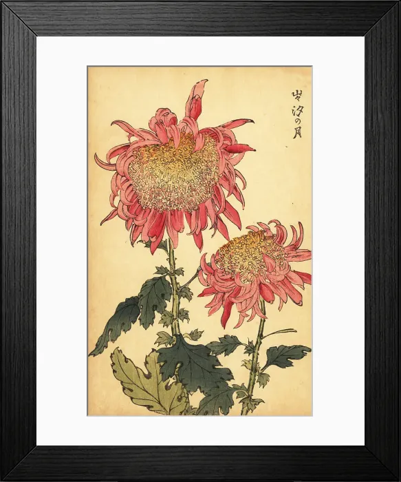 Framed Print : Hybrid salmon-pink chrysanthemum Framed Print : Hybrid salmon-pink chrysanthemum