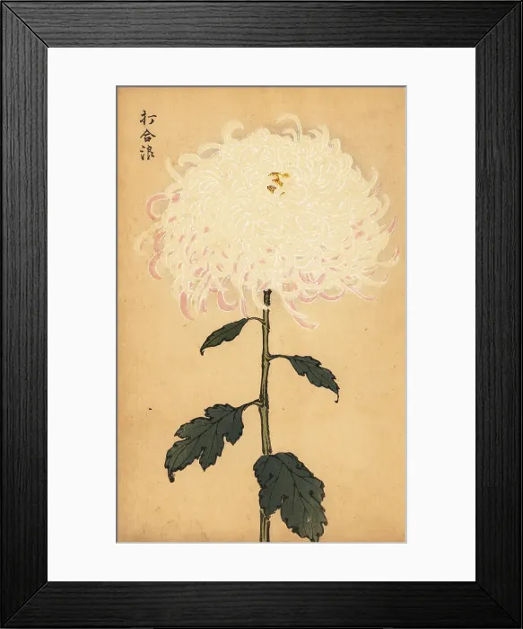 Framed Print : Hybrid white chrysanthemum Framed Print : Hybrid white chrysanthemum
