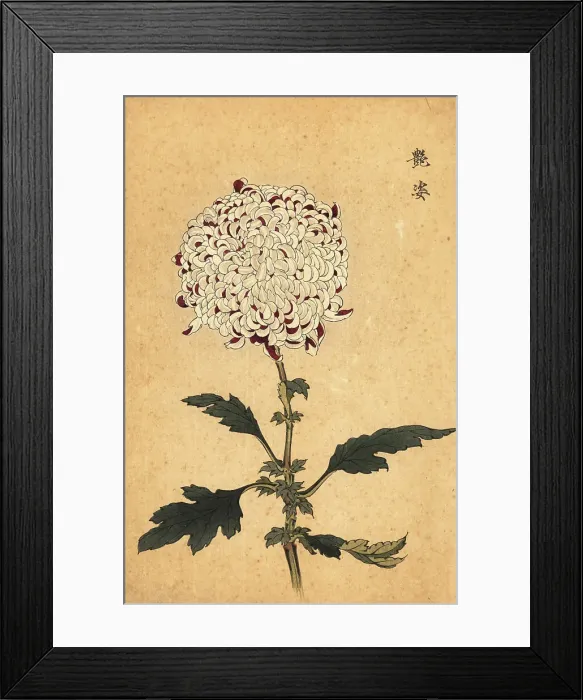 Framed Print : Hybrid white and purple pompon chrysanthemum