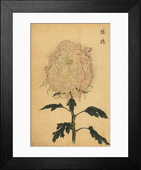 Framed Print : Hybrid white and pink quill chrysanthemum Framed Print : Hybrid white and pink quill chrysanthemum