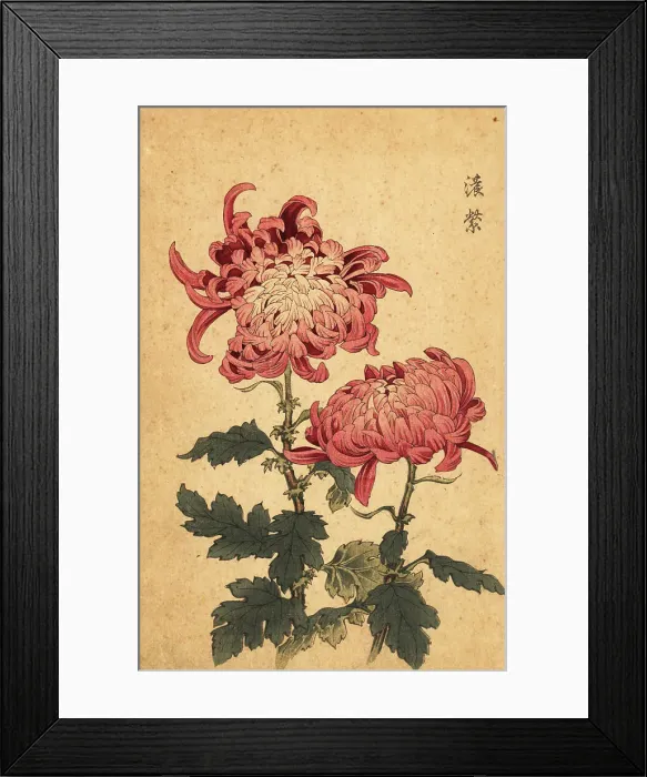 Framed Print : Hybrid salmon-pink chrysanthemum