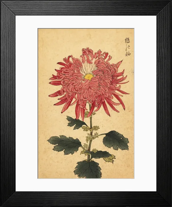 Framed Print : Hybrid pink quill chrysanthemum Framed Print : Hybrid pink quill chrysanthemum