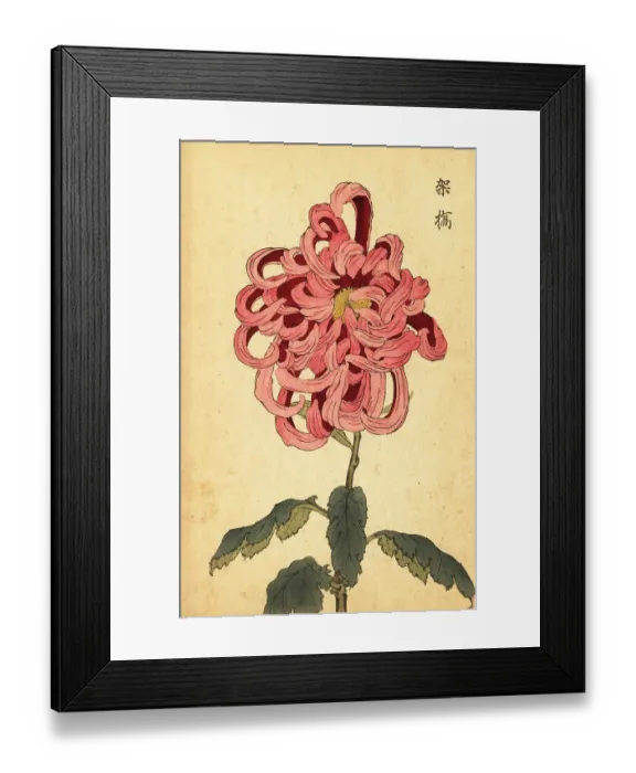 Framed Print : Hybrid pink and crimson chrysanthemum Framed Print : Hybrid pink and crimson chrysanthemum