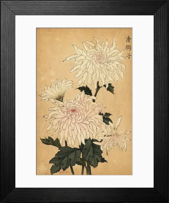Framed Print : Hybrid white chrysanthemum, Chrysanthemum indicum