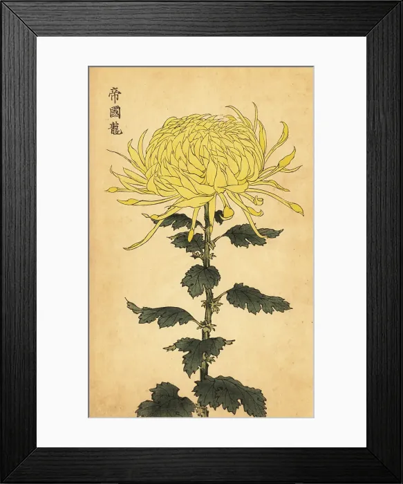 Framed Print : Hybrid yellow chrysanthemum Framed Print : Hybrid yellow chrysanthemum