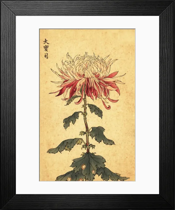 Framed Print : Hybrid white and crimson spoon chrysanthemum Framed Print : Hybrid white and crimson spoon chrysanthemum