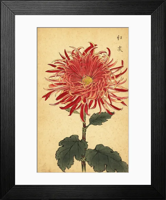 Framed Print : Hybrid pink and crimson chrysanthemum Framed Print : Hybrid pink and crimson chrysanthemum