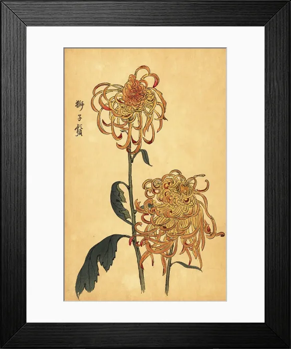 Framed Print : Hybrid yellow and orange spider chrysanthemum Framed Print : Hybrid yellow and orange spider chrysanthemum