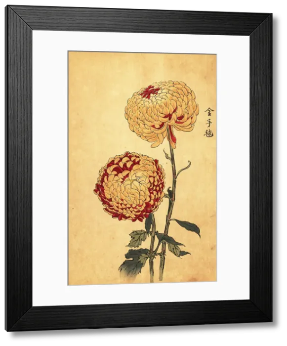 Framed Print : Hybrid yellow and scarlet pompon chrysanthemum