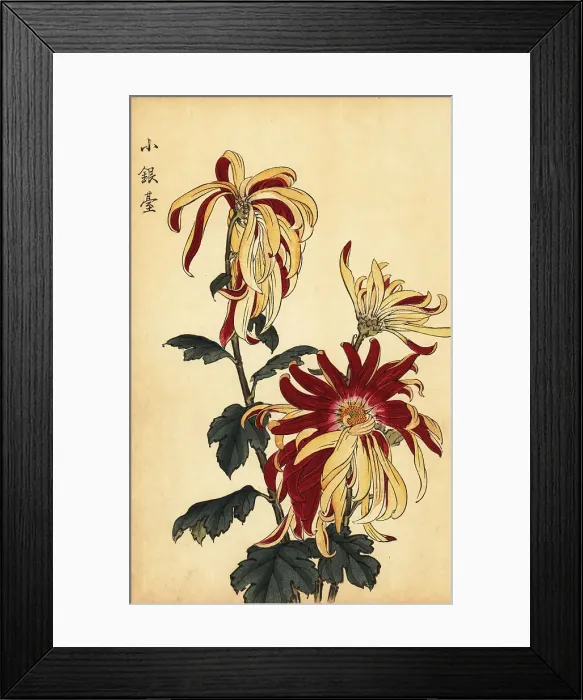 Framed Print : Hybrid yellow and crimson chrysanthemum Framed Print : Hybrid yellow and crimson chrysanthemum