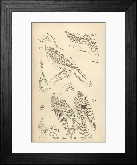 Framed Print : Illustration of the old and new terminology of bird anatomy Framed Print : Illustration of the old and new terminology of bird anatomy