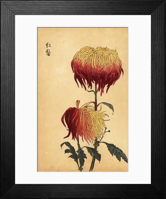 Framed Print : Hybrid variegated yellow, orange and crimson chrysanthemum Framed Print : Hybrid variegated yellow, orange and crimson chrysanthemum