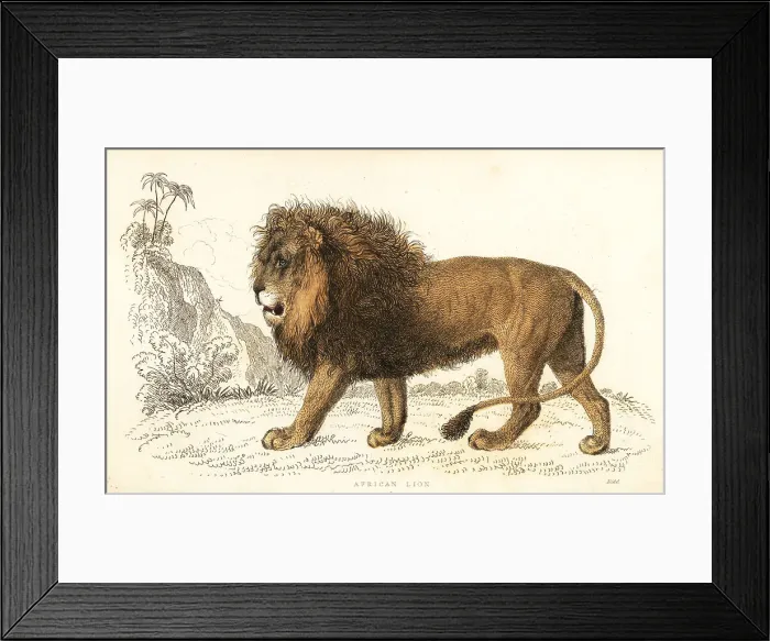 Framed Print : African lion, Panthera leo. Vulnerable Framed Print : African lion, Panthera leo. Vulnerable