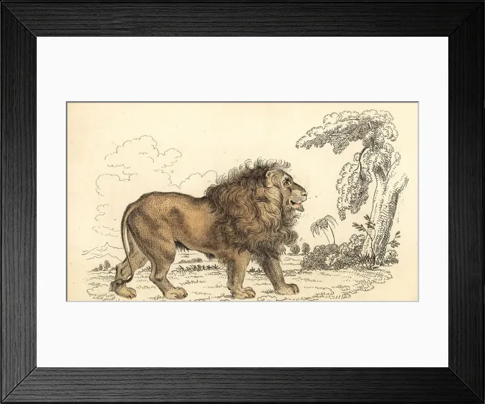 Framed Print : Asiatic lion, endangered, Panthera leo leo Framed Print : Asiatic lion, endangered, Panthera leo leo
