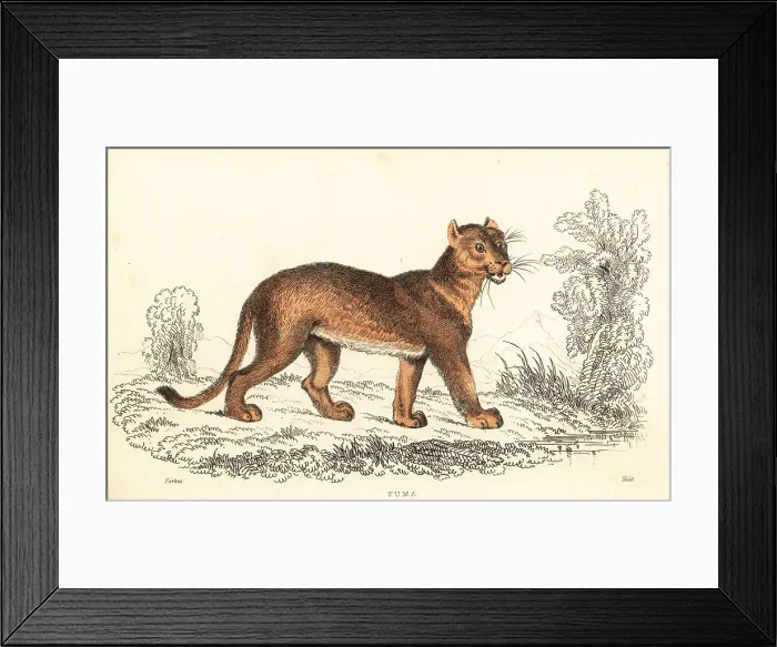Framed Print : Cougar, Puma concolor Framed Print : Cougar, Puma concolor