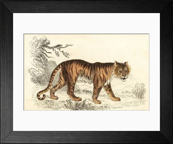 Framed Print : Bengal tiger, Panthera tigris tigris Framed Print : Bengal tiger, Panthera tigris tigris