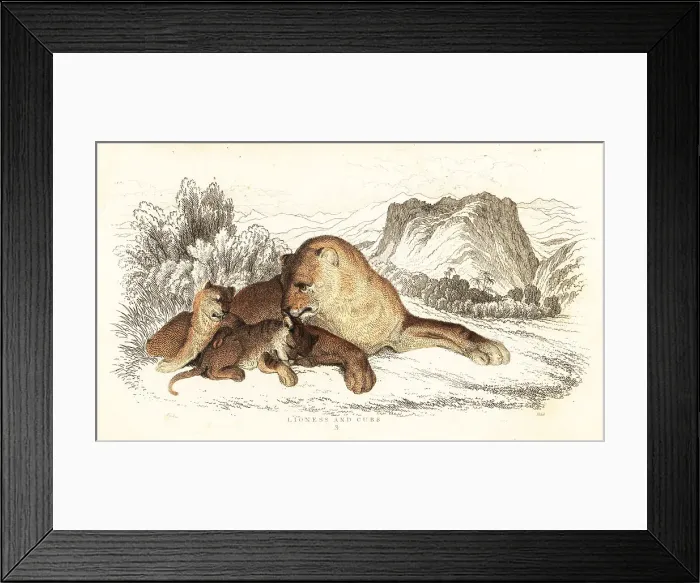 Framed Print : Lioness and cubs, Panthera leo Framed Print : Lioness and cubs, Panthera leo