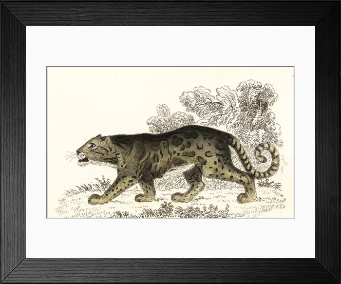 Framed Print : Clouded leopard, Neofelis nebulosa Framed Print : Clouded leopard, Neofelis nebulosa