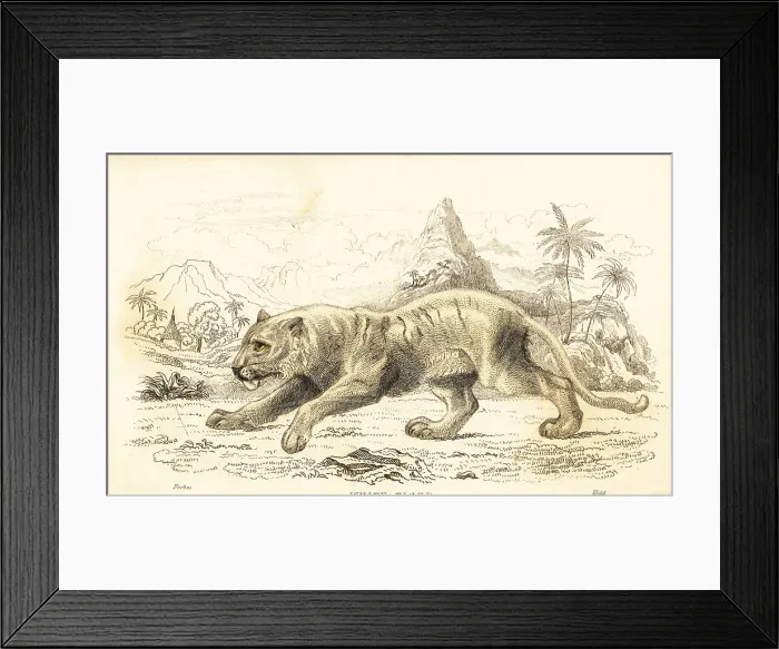 Framed Print : White tiger, Panthera tigris tigris. Endangered Framed Print : White tiger, Panthera tigris tigris. Endangered