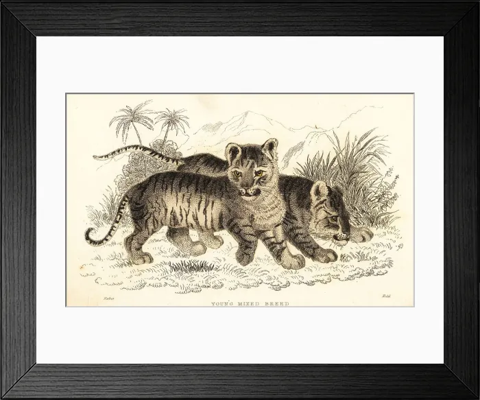 Framed Print : Hybrid lion and tiger cubs Framed Print : Hybrid lion and tiger cubs