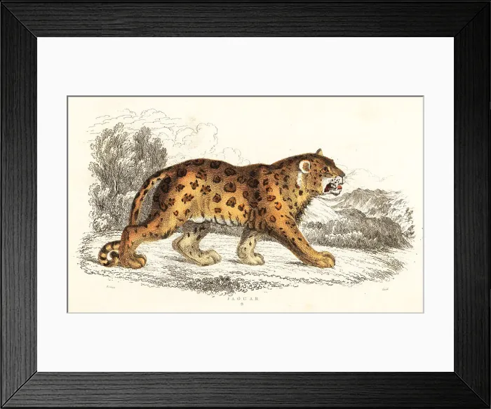 Framed Print : Jaguar, Panthera onca Framed Print : Jaguar, Panthera onca