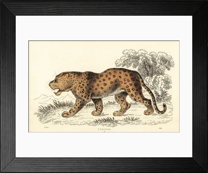 Framed Print : Leopard, Panthera pardus, vulnerable Framed Print : Leopard, Panthera pardus, vulnerable