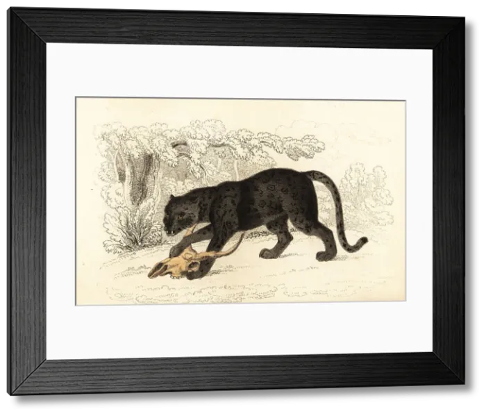 Framed Print : Black jaguar, Fanthera pardus Framed Print : Black jaguar, Fanthera pardus