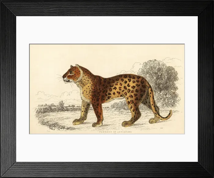 Framed Print : The panther of antiquity Framed Print : The panther of antiquity
