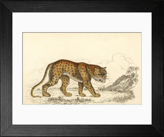Framed Print : Leopard, Panthera pardus, vulnerable Framed Print : Leopard, Panthera pardus, vulnerable