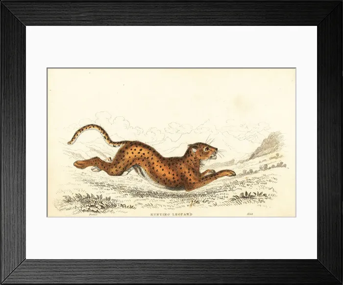 Framed Print : Cheetah, Acinonyx jubatus Framed Print : Cheetah, Acinonyx jubatus