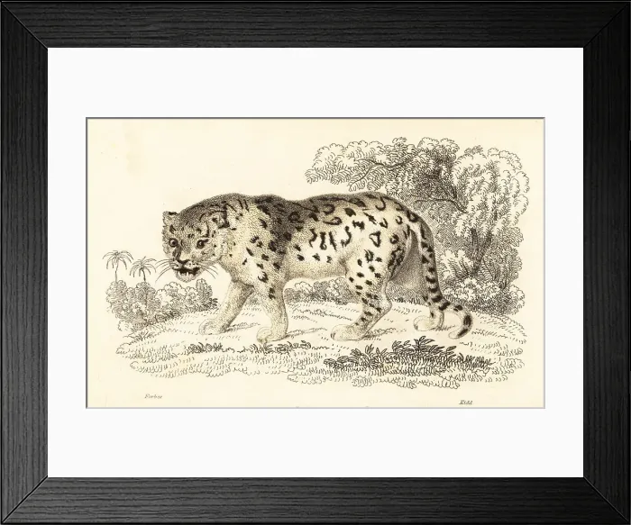 Framed Print : Jaguar, Panthera onca Framed Print : Jaguar, Panthera onca