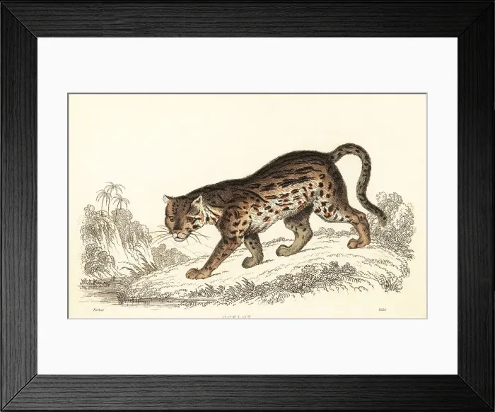 Framed Print : Ocelot, Leopardus pardalis Framed Print : Ocelot, Leopardus pardalis