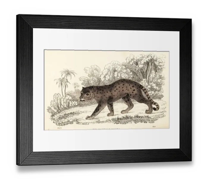 Framed Print : Jaguarundi, Puma yagouaroundi Framed Print : Jaguarundi, Puma yagouaroundi