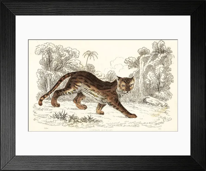 Framed Print : Margay, Leopardus wiedii catenata Framed Print : Margay, Leopardus wiedii catenata