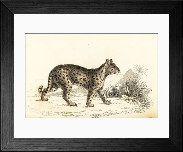 Framed Print : Ocelot, Leopardus pardalis mitis Framed Print : Ocelot, Leopardus pardalis mitis