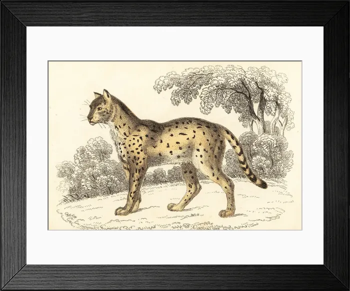 Framed Print : Serval, Leptailurus serval Framed Print : Serval, Leptailurus serval