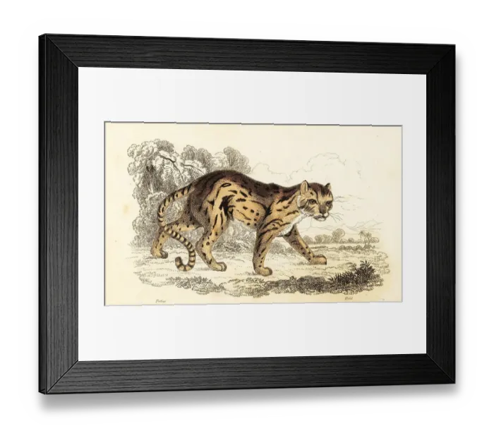 Framed Print : Margay, Leopardus wiedii Framed Print : Margay, Leopardus wiedii