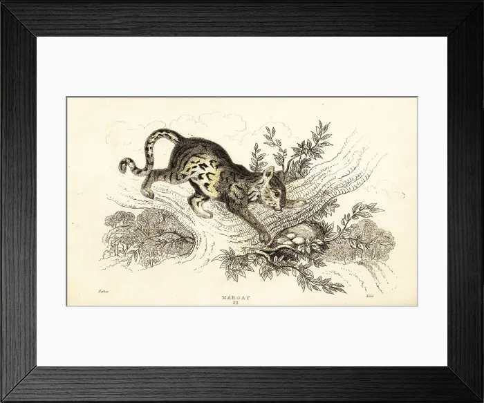Framed Print : Margay, Leopardus wiedii Framed Print : Margay, Leopardus wiedii