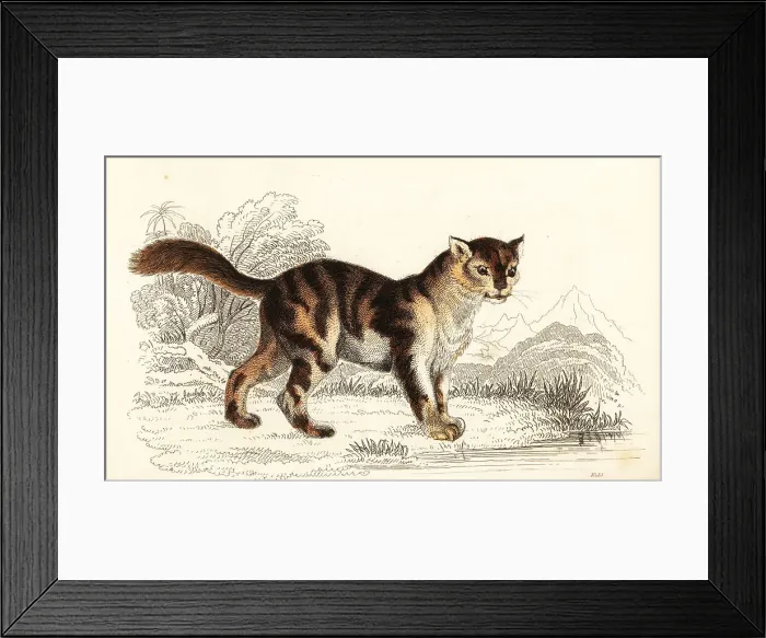 Framed Print : Wild tortoiseshell cat from South America, Felis catus Framed Print : Wild tortoiseshell cat from South America, Felis catus