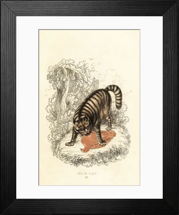 Framed Print : The wild cat, Felis catus Framed Print : The wild cat, Felis catus