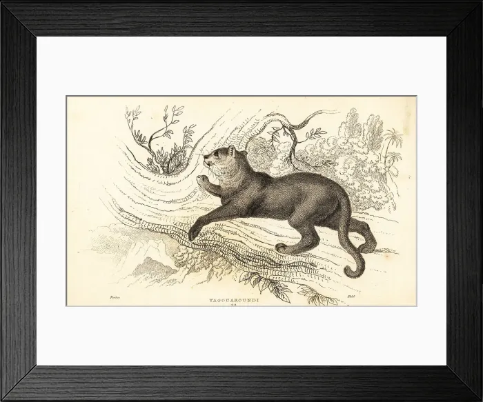 Framed Print : Jaguarundi, Puma yagouaroundi Framed Print : Jaguarundi, Puma yagouaroundi
