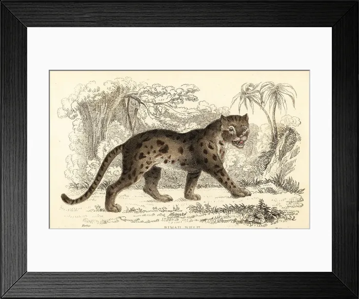 Framed Print : Sunda leopard cat, Prionailurus bengalensis subsp. sumatranus Framed Print : Sunda leopard cat, Prionailurus bengalensis subsp. sumatranus