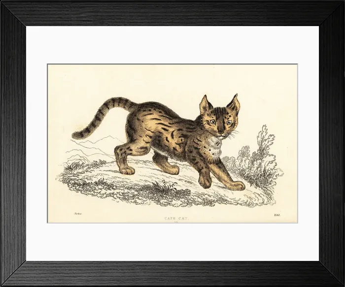 Framed Print : Serval, Leptailurus serval Framed Print : Serval, Leptailurus serval