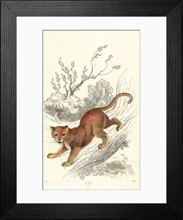 Framed Print : Jaguarundi, Puma yagouaroundi Framed Print : Jaguarundi, Puma yagouaroundi