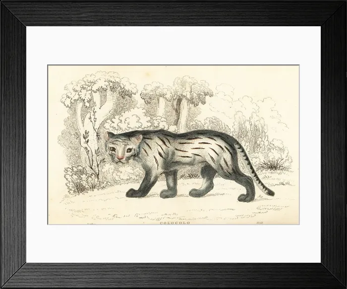 Framed Print : Pampas cat or pantanal, Leopardus colocola Framed Print : Pampas cat or pantanal, Leopardus colocola