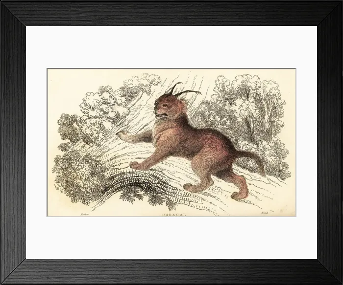 Framed Print : Caracal, Caracal caracal Framed Print : Caracal, Caracal caracal