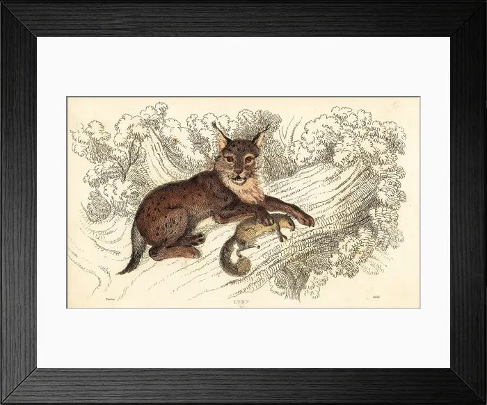 Framed Print : Eurasian lynx, Lynx lynx