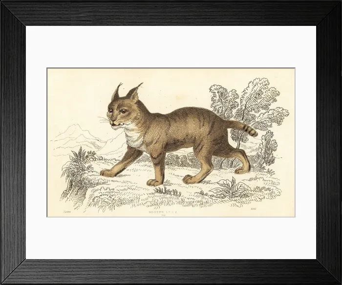 Framed Print : Jungle cat, Felis chaus Framed Print : Jungle cat, Felis chaus